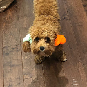 Meet your Posher, Madeline